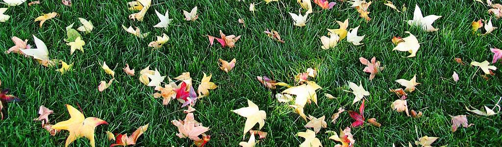 green-grass-and-autumn-leaves-header