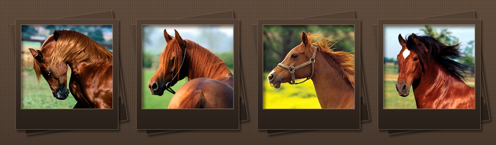 horse-breeds-header-photos