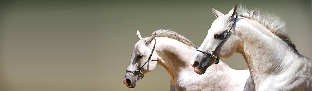 white-couple-horses-header