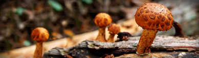 fresh-brown-mushrooms-website-header