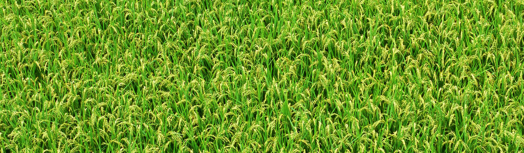 green-yellow-farm-plant-web-header