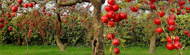 red-apple-fruit-tree-and-grass-web-header