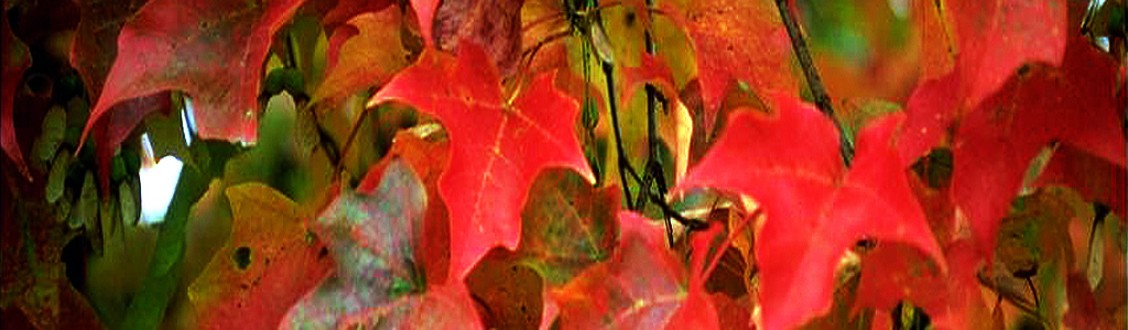 red-autumn-leaves-website-header