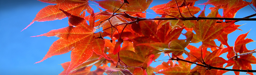 red-autumn-tree-website-header