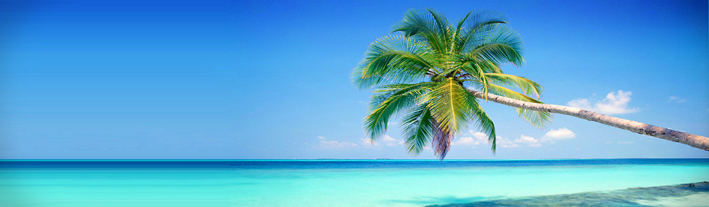 blue-water-coast-and-tropical-tree-web-header