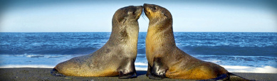 pair-of-sea-dogs-header