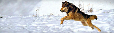running-wolf-in-winter-header
