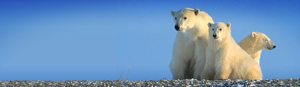 white-polar-bears-header