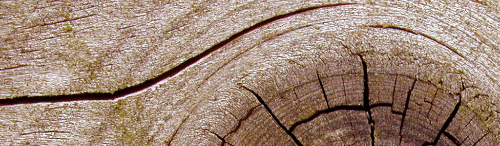 closeup-tree-wood-cross-section-header